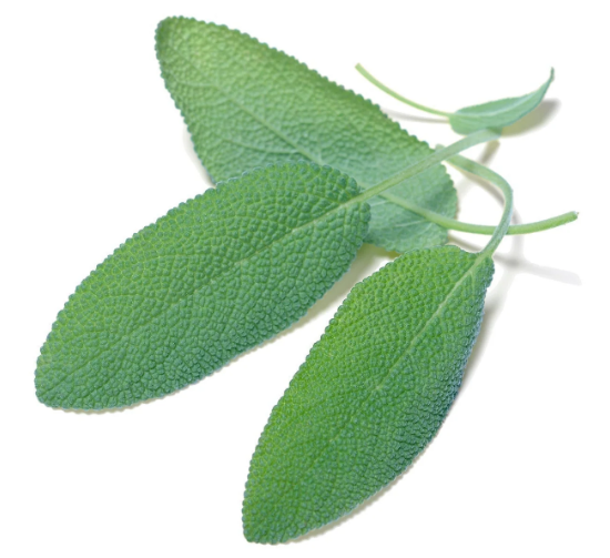 Pineapple Sage Seeds For Sale applying The Living Seed Company Discount Code