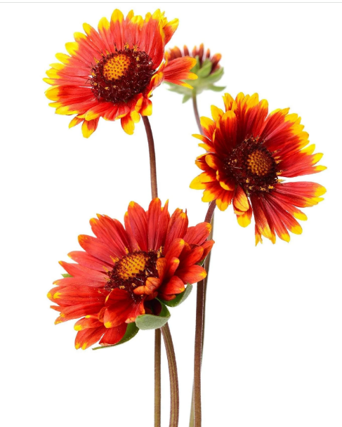 Shop Best Gaillardia Aristata Seeds with The Living Seed Company Promo Code